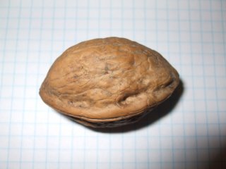 dió