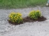 a Dévaványa - Gyomaendrőd közötti út virágokkal