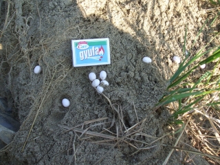 tojások a homokban