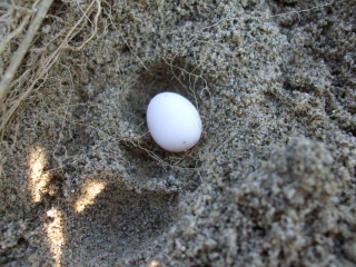 tojás a homokban